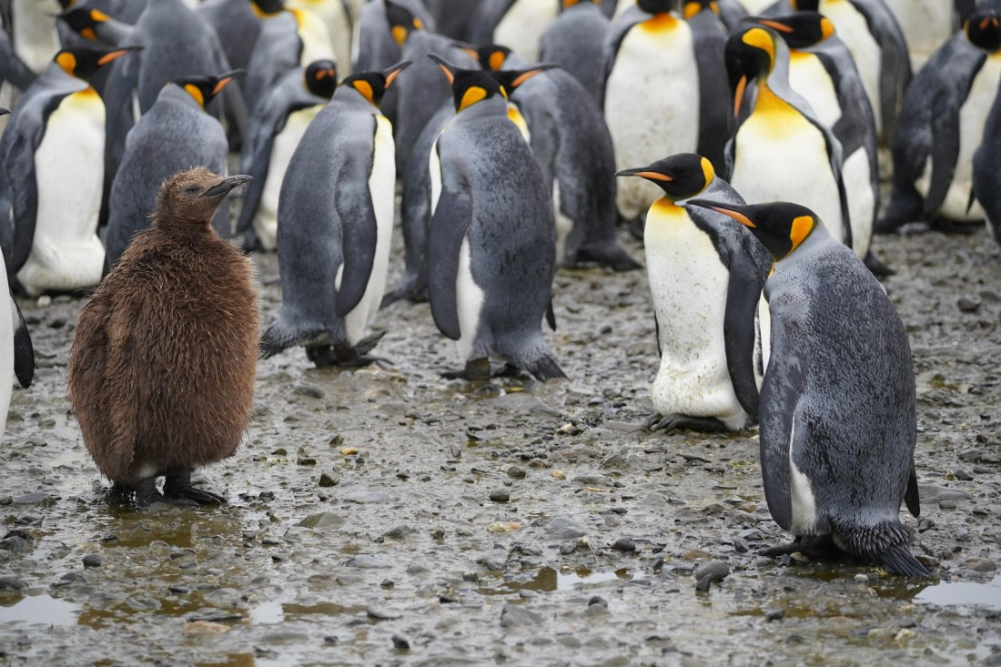 HDS29-26, Day 7, DSC06680 © Jessica Bakker - Oceanwide Expeditions.JPG