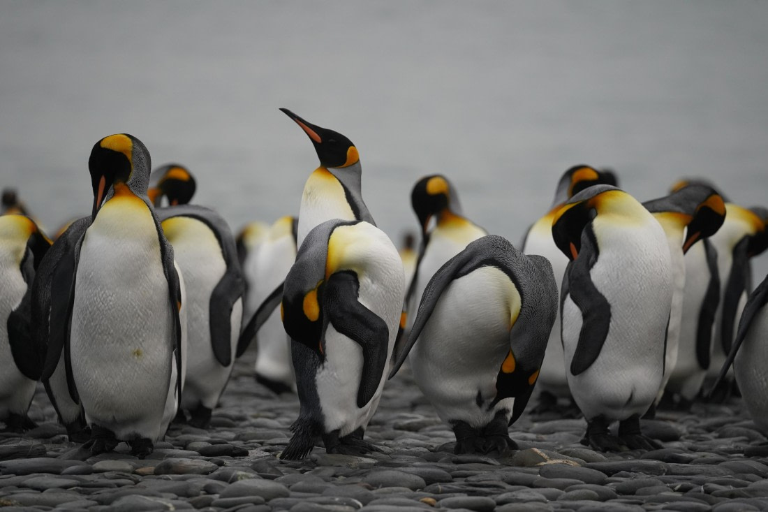 HDS29-26, Day 7, DSC06701 © Jessica Bakker - Oceanwide Expeditions.JPG