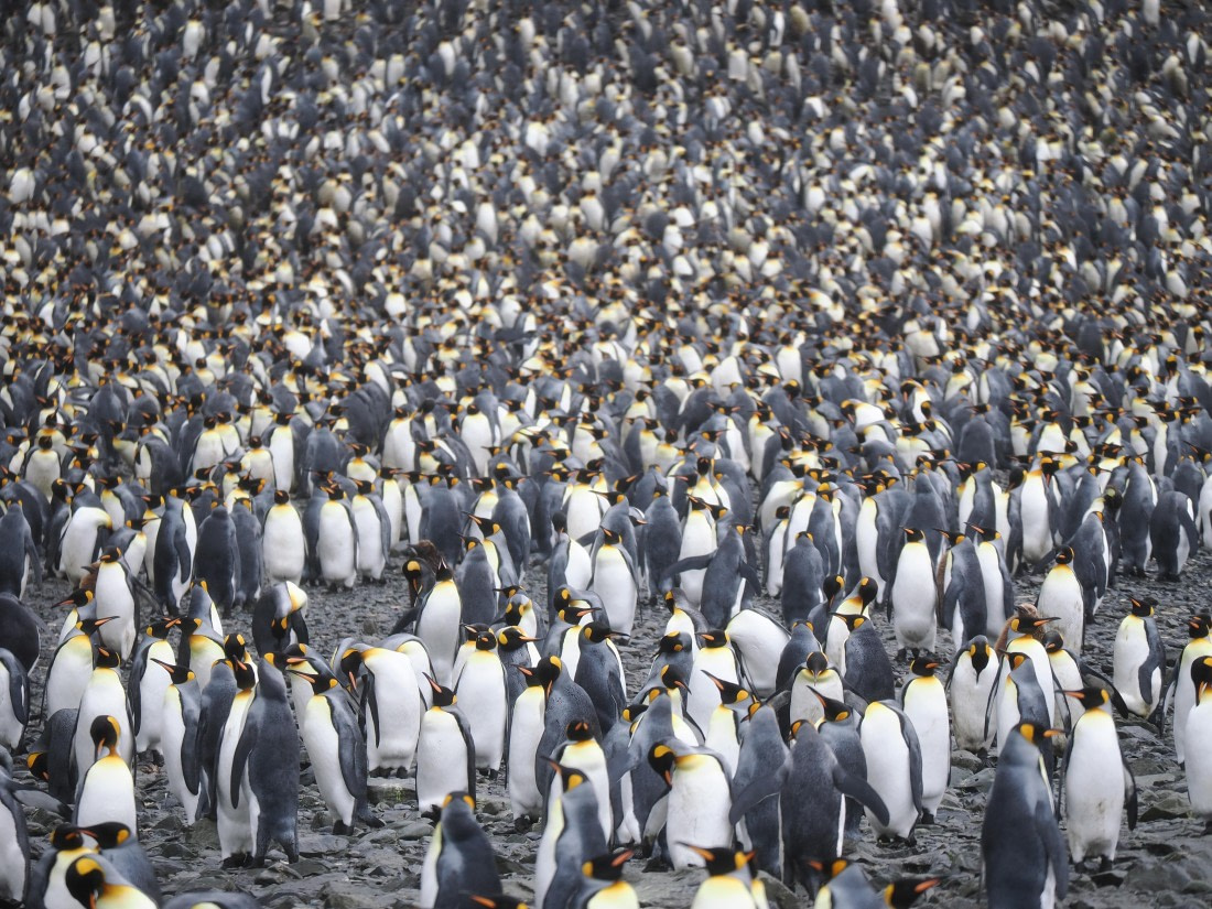 HDS29-26, Day 7, P2221325 © Unknown photographer - Oceanwide Expeditions.JPG