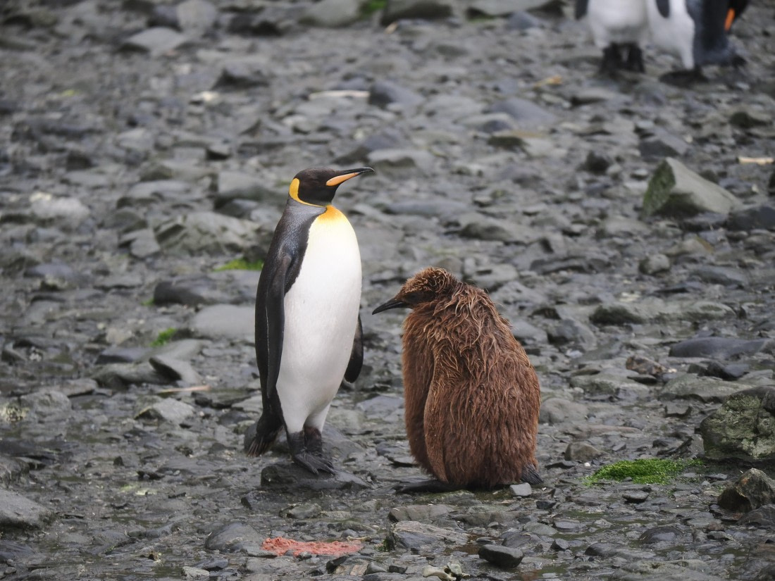 HDS29-26, Day 7, P2221330 © Unknown photographer - Oceanwide Expeditions.JPG