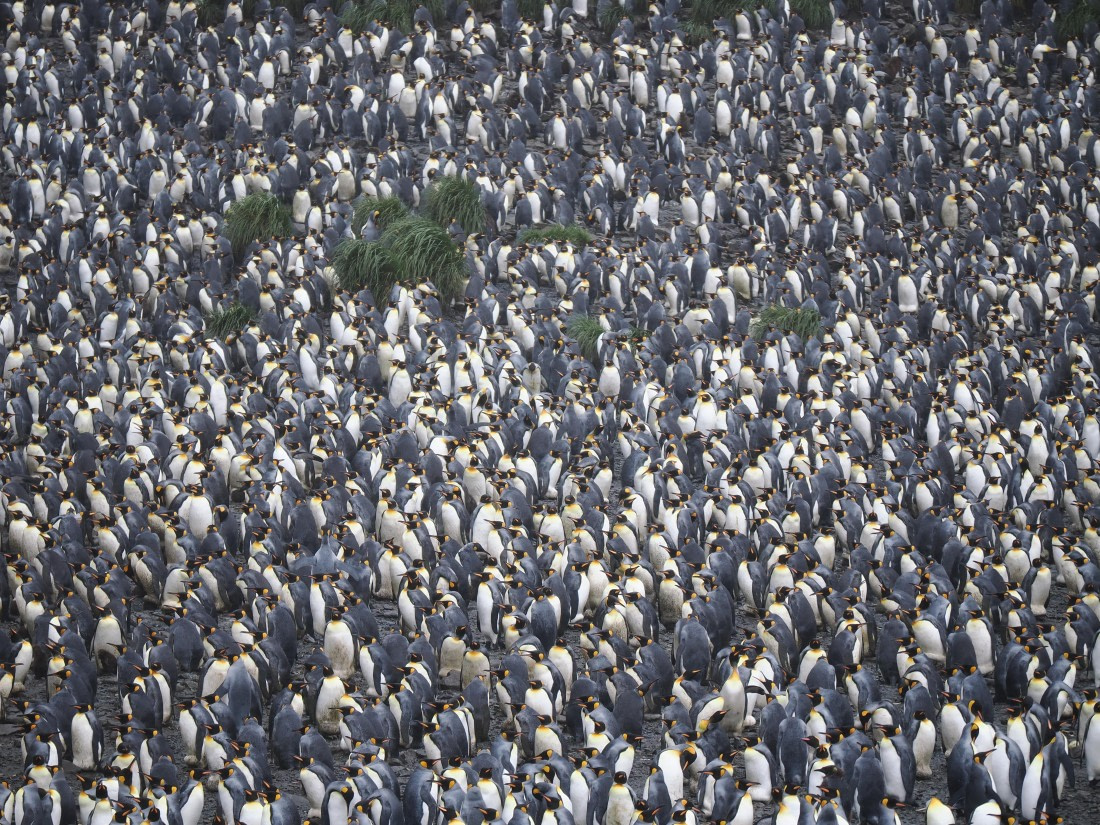 HDS29-26, Day 7, P2221334 © Unknown photographer - Oceanwide Expeditions.JPG