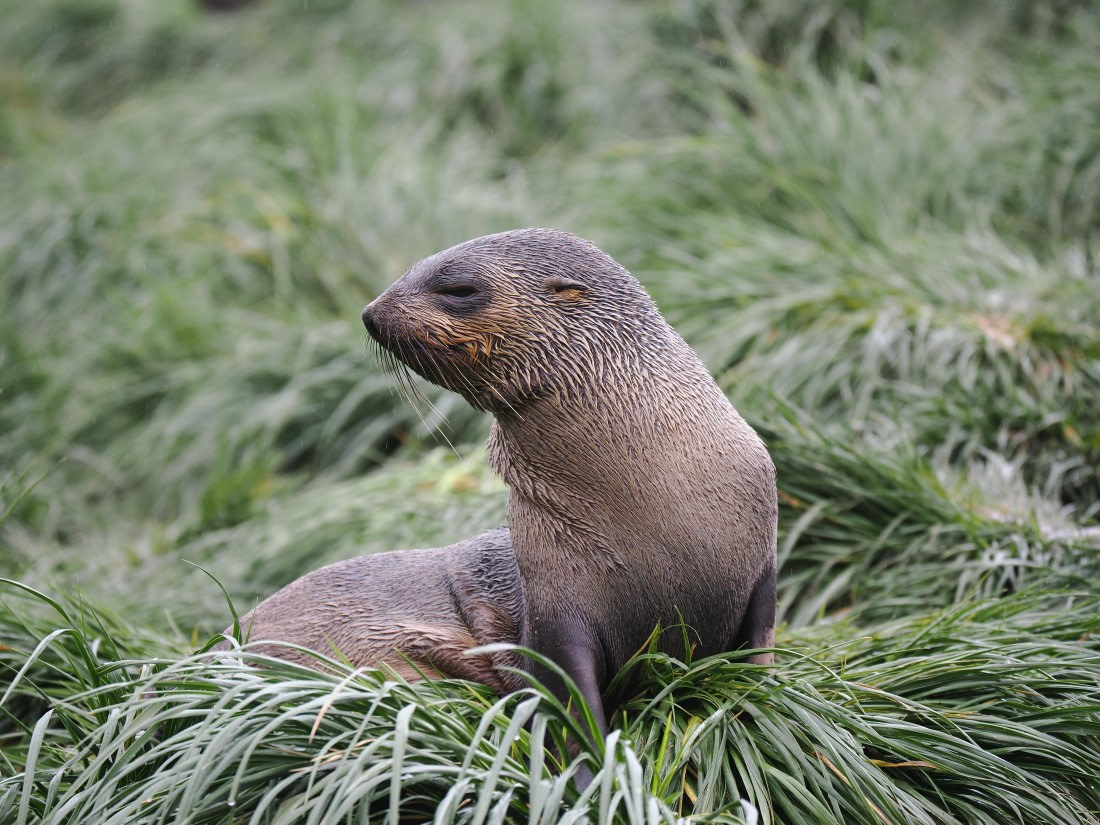 HDS29-26, Day 7, P2221342 © Unknown photographer - Oceanwide Expeditions.JPG