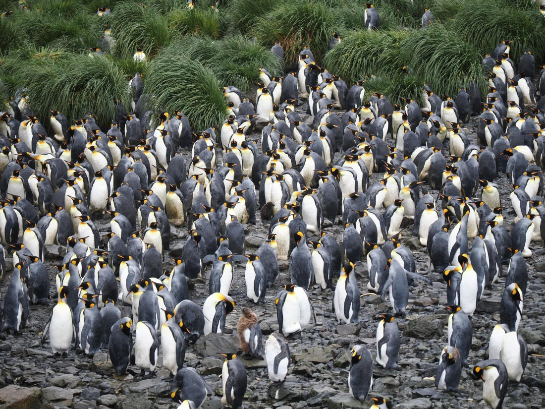 HDS29-26, Day 7, P2221344 © Unknown photographer - Oceanwide Expeditions.JPG