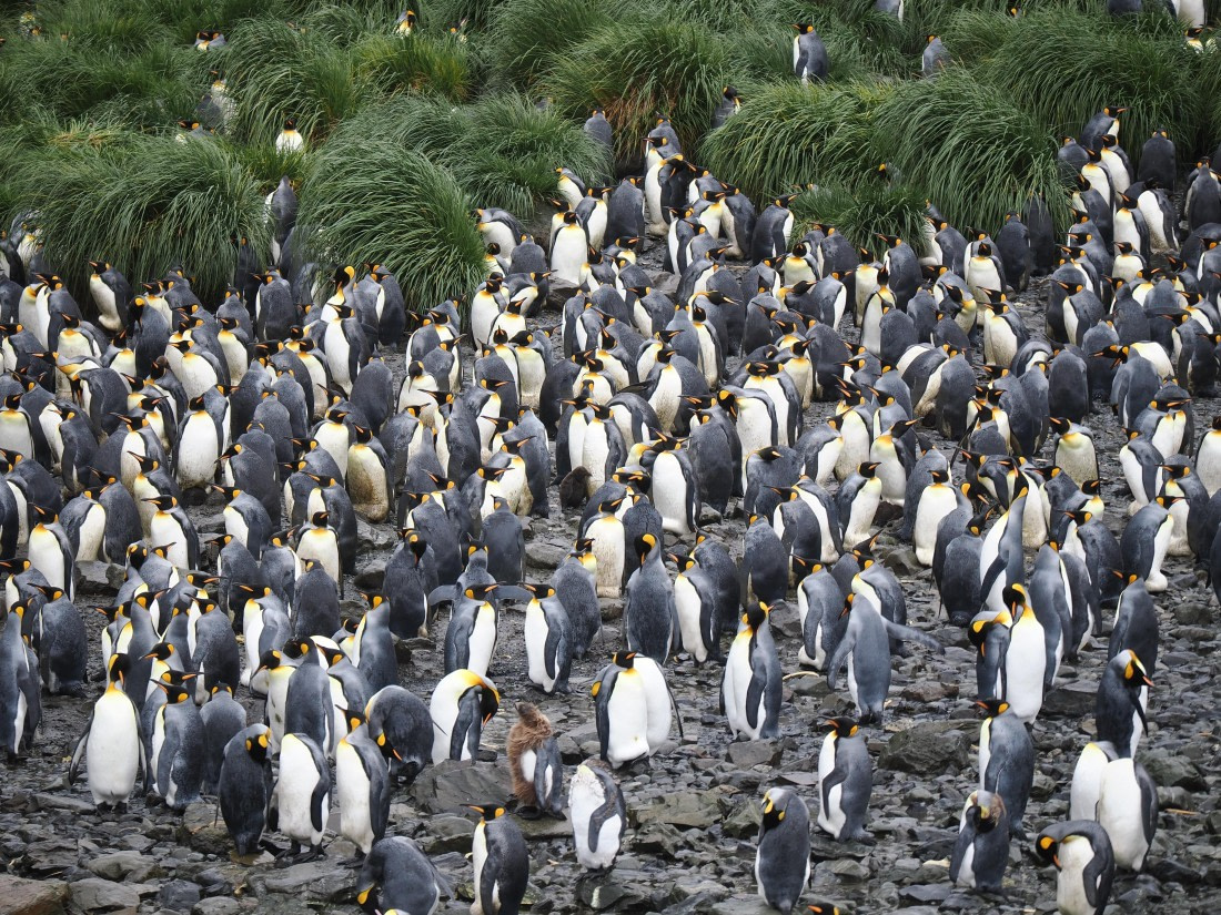 HDS29-26, Day 7, P2221345 © Unknown photographer - Oceanwide Expeditions.JPG