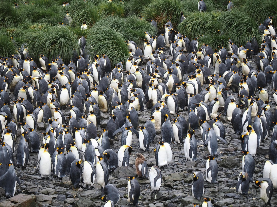 HDS29-26, Day 7, P2221347 © Unknown photographer - Oceanwide Expeditions.JPG