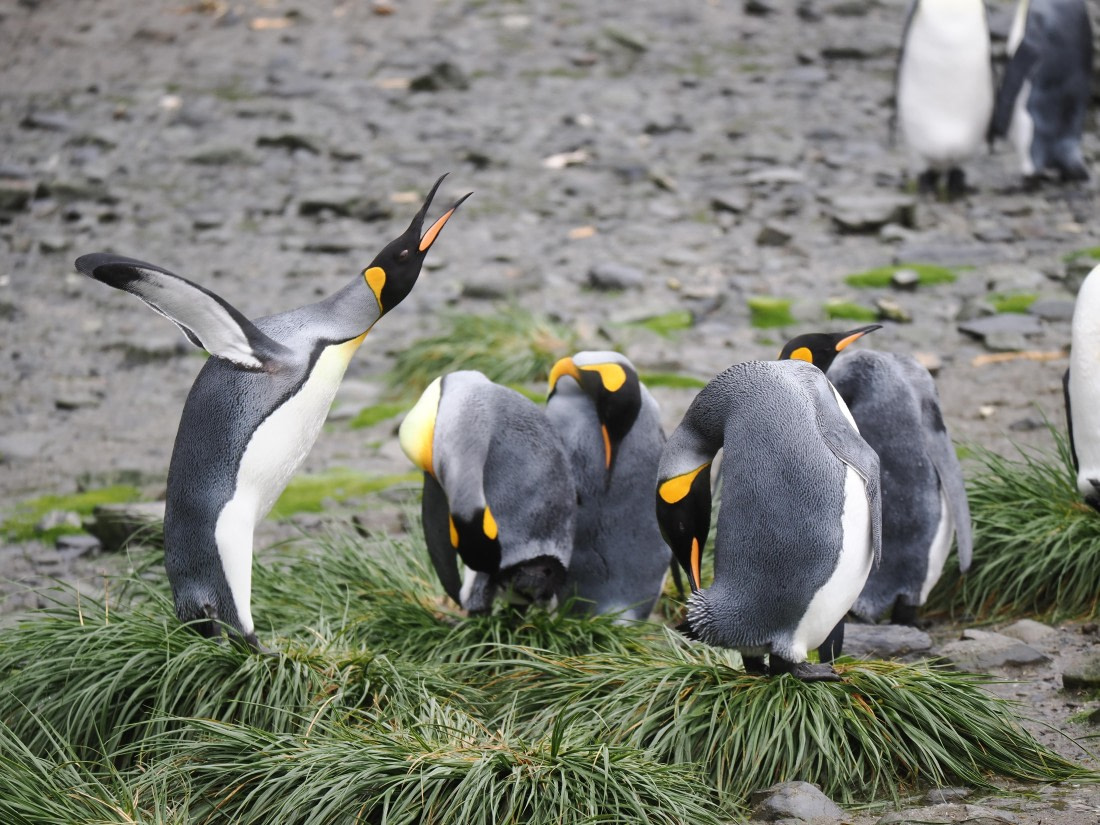 HDS29-26, Day 7, P2221359 © Unknown photographer - Oceanwide Expeditions.JPG