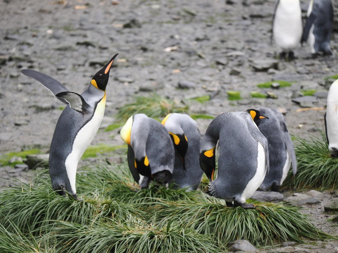 HDS29-26, Day 7, P2221361 © Unknown photographer - Oceanwide Expeditions.JPG