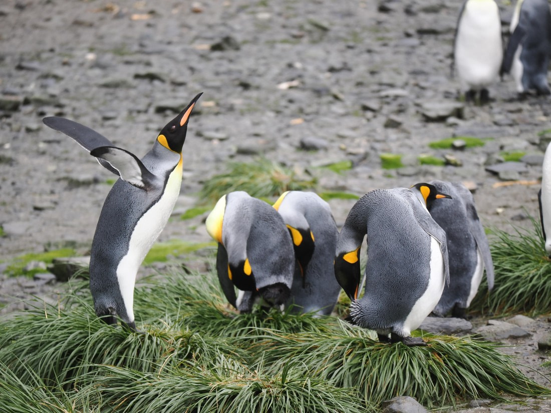 HDS29-26, Day 7, P2221362 © Unknown photographer - Oceanwide Expeditions.JPG