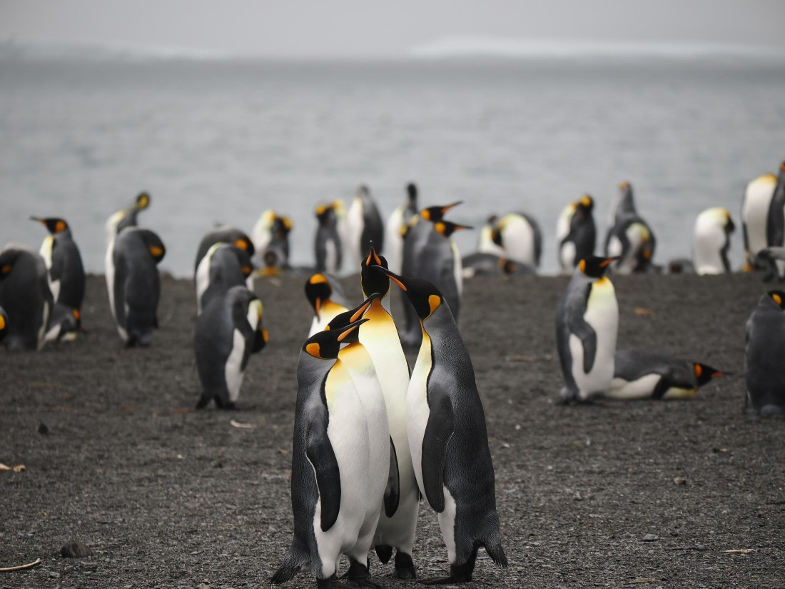 HDS29-26, Day 7, P2221368 © Unknown photographer - Oceanwide Expeditions.JPG