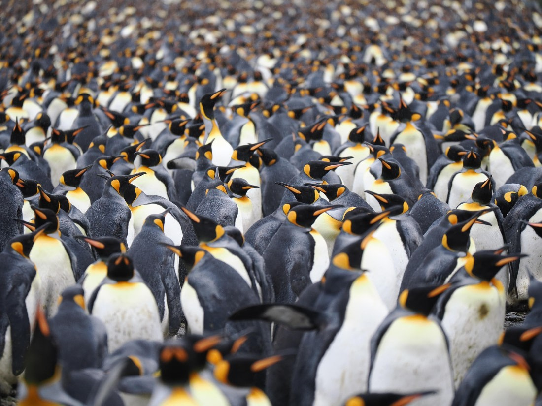 HDS29-26, Day 7, P2221374 © Unknown photographer - Oceanwide Expeditions.JPG