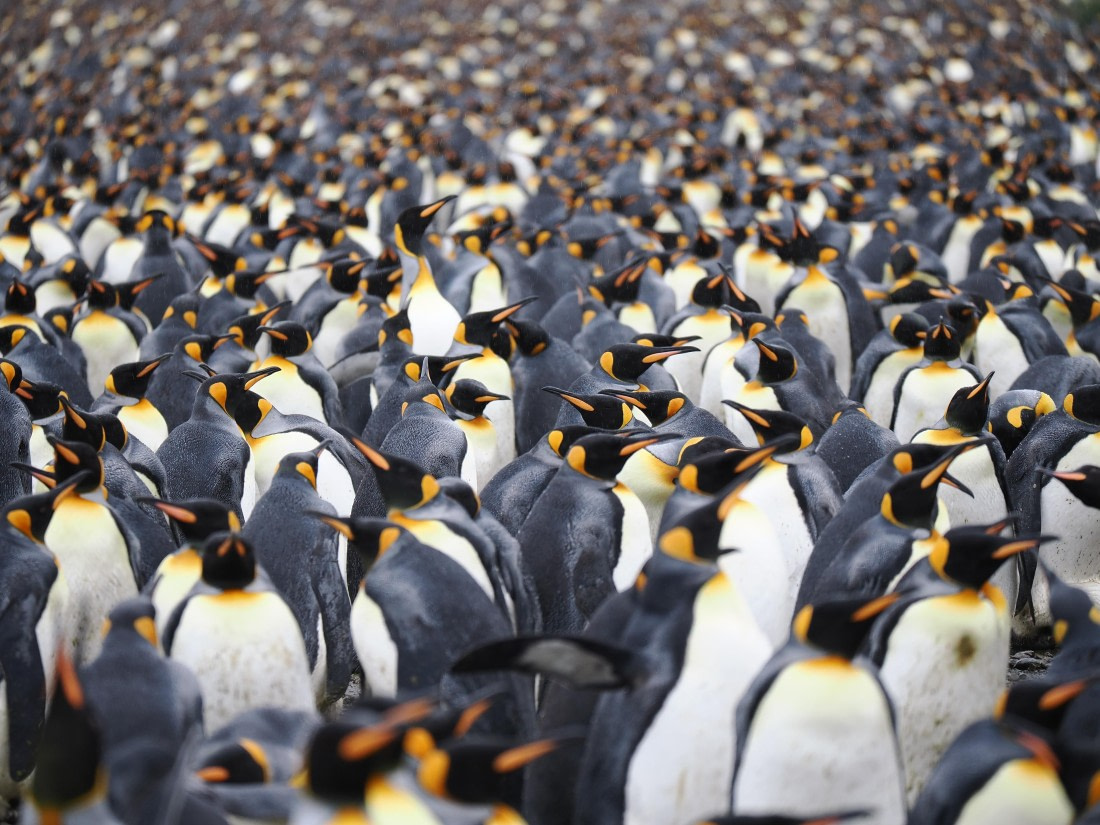 HDS29-26, Day 7, P2221375 © Unknown photographer - Oceanwide Expeditions.JPG