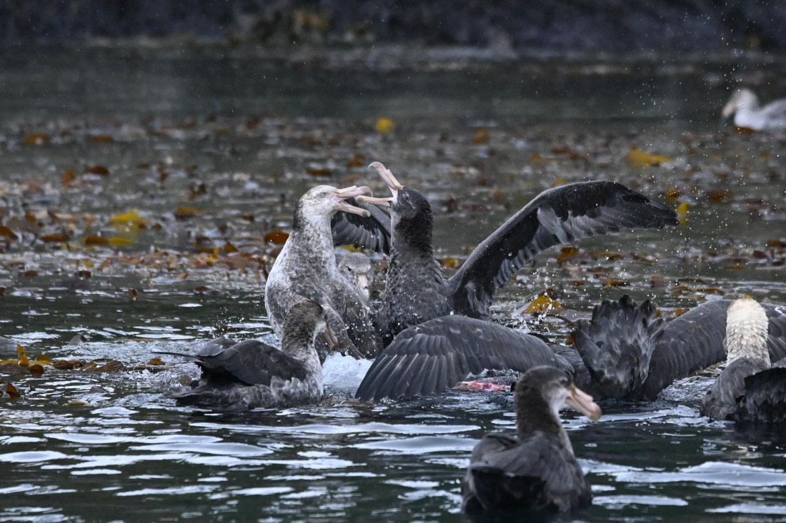 HDS29-26, Day 7, SAS_5729 © Saskia van der Meij - Oceanwide Expeditions.JPG