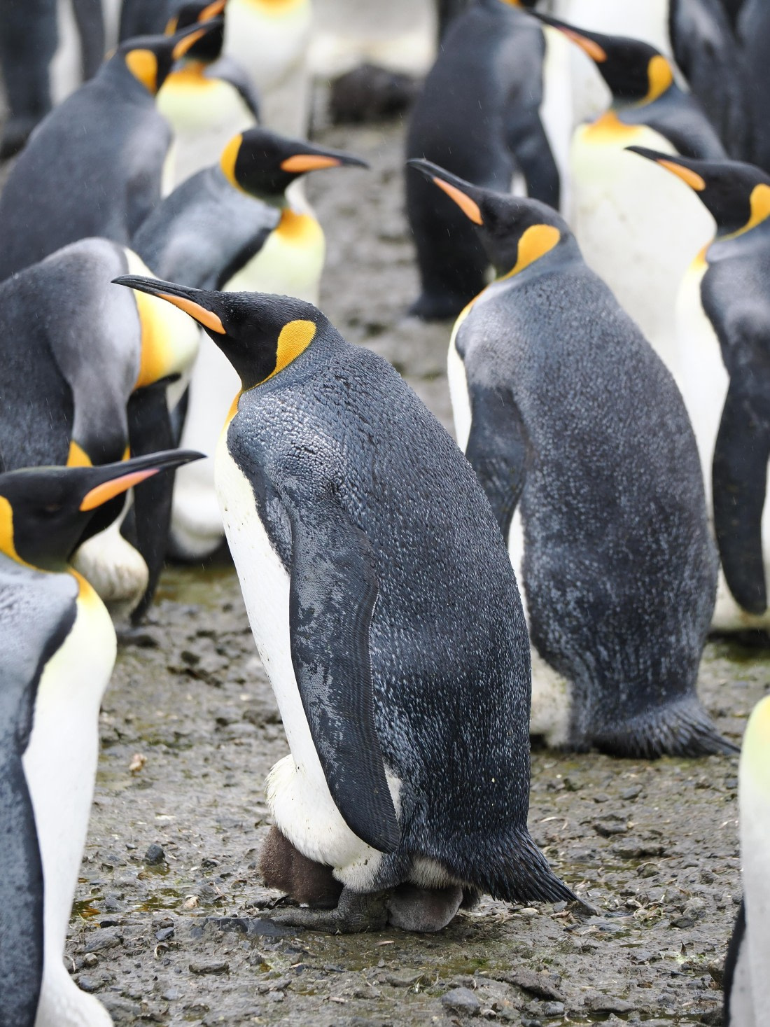 HDS29-26, Day 7, P2221391 © Unknown photographer - Oceanwide Expeditions.JPG