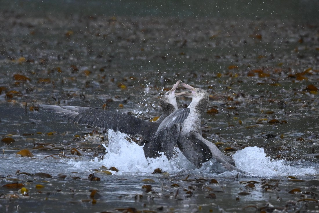 HDS29-26, Day 7, SAS_5738 © Saskia van der Meij - Oceanwide Expeditions.JPG