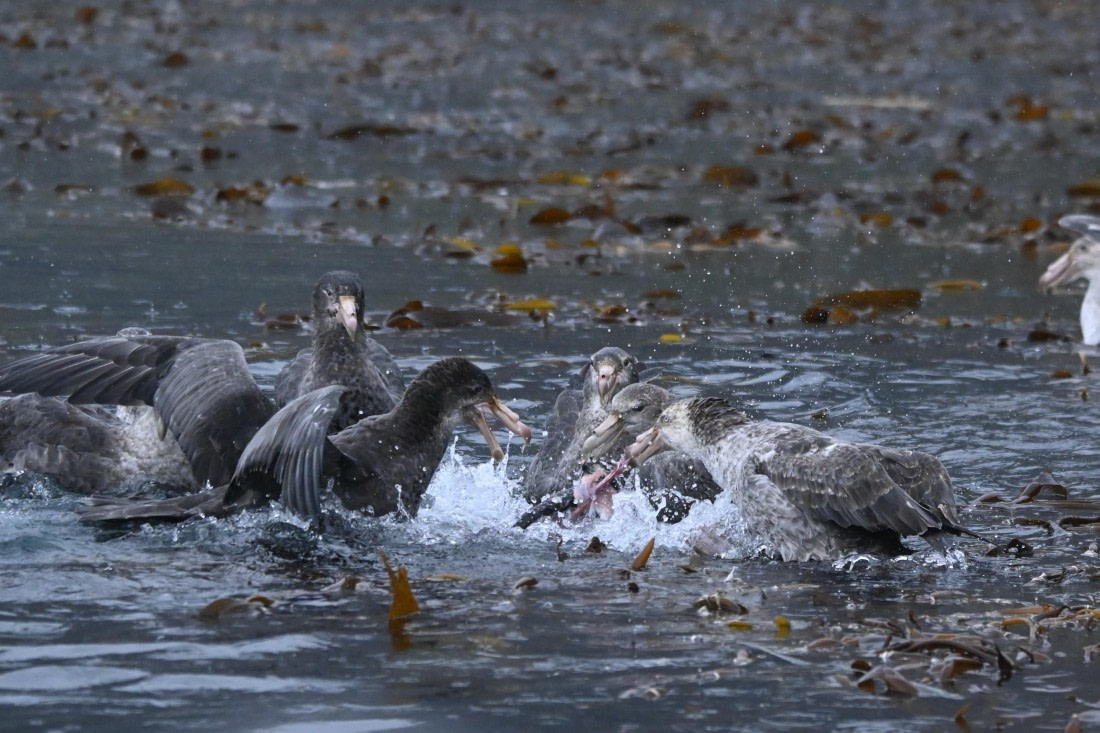 HDS29-26, Day 7, SAS_5741 © Saskia van der Meij - Oceanwide Expeditions.JPG