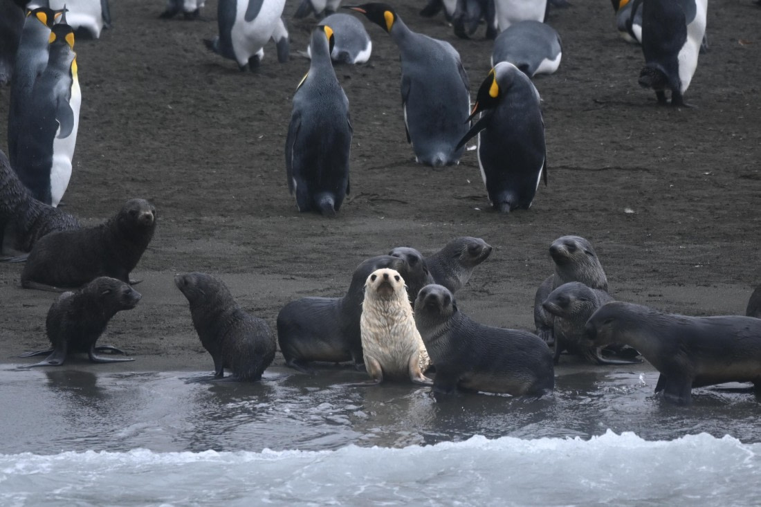 HDS29-26, Day 7, SAS_5781 © Saskia van der Meij - Oceanwide Expeditions.JPG