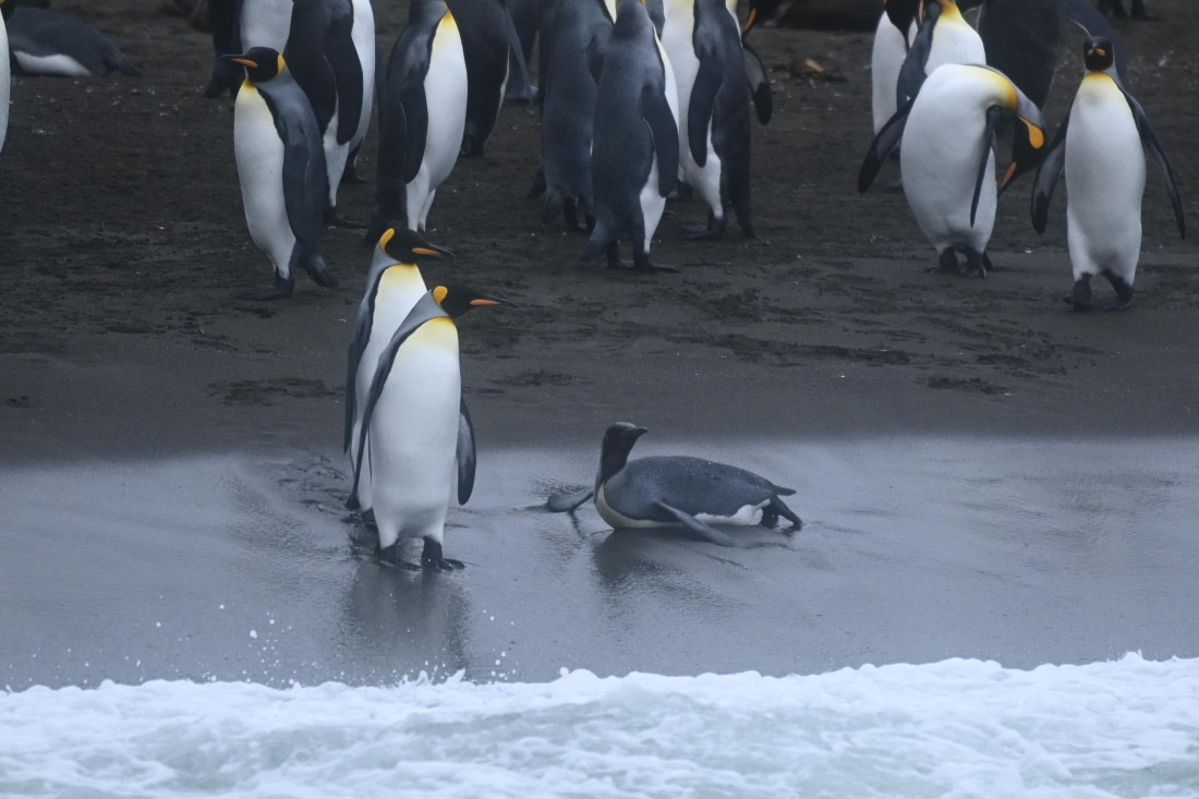 HDS29-26, Day 7, SAS_5786 © Saskia van der Meij - Oceanwide Expeditions.JPG