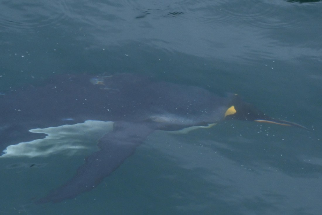 HDS29-26, Day 7, SAS_5806 © Saskia van der Meij - Oceanwide Expeditions.JPG