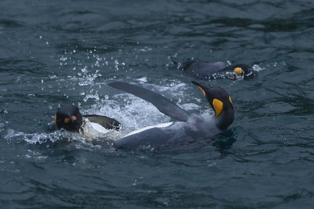 HDS29-26, Day 7, SAS_5816 © Saskia van der Meij - Oceanwide Expeditions.JPG
