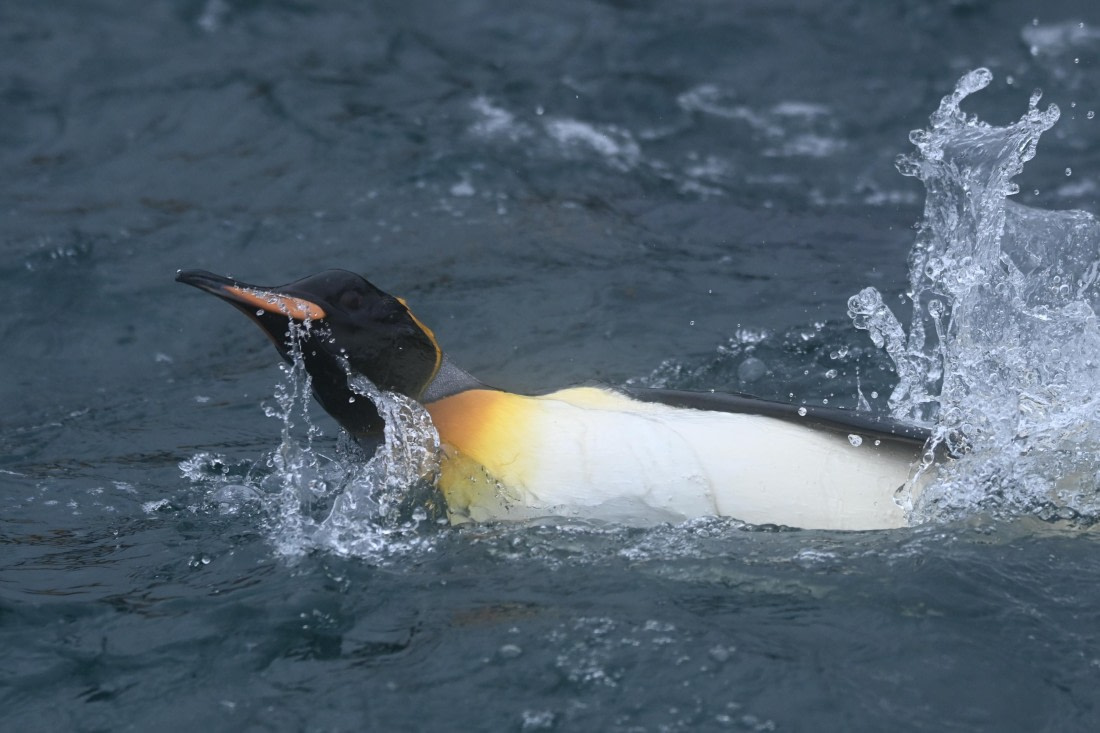 HDS29-26, Day 7, SAS_5832 © Saskia van der Meij - Oceanwide Expeditions.JPG