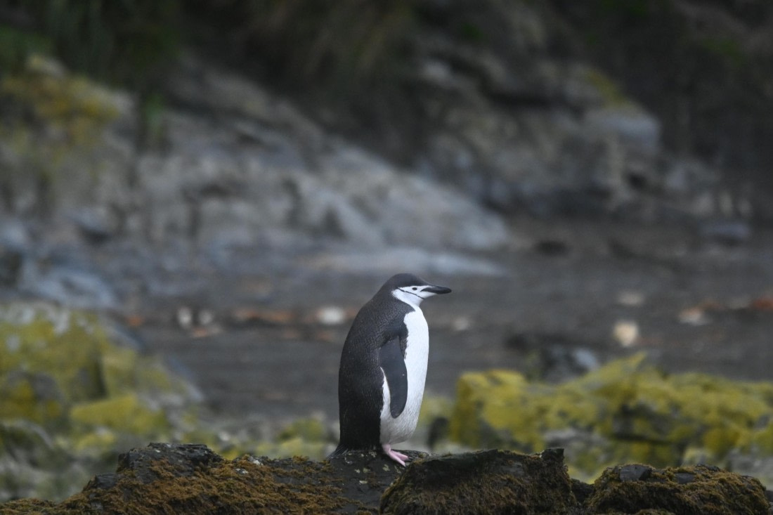 HDS29-26, Day 7, SAS_5847 © Saskia van der Meij - Oceanwide Expeditions.JPG