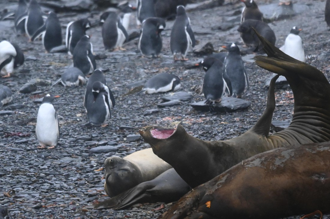 HDS29-26, Day 7, SAS_5852 © Saskia van der Meij - Oceanwide Expeditions.JPG