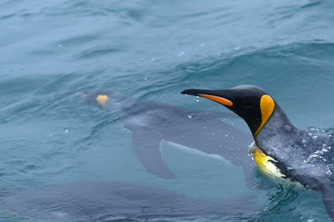 HDS29-26, Day 7, SAS_5876 © Saskia van der Meij - Oceanwide Expeditions.JPG