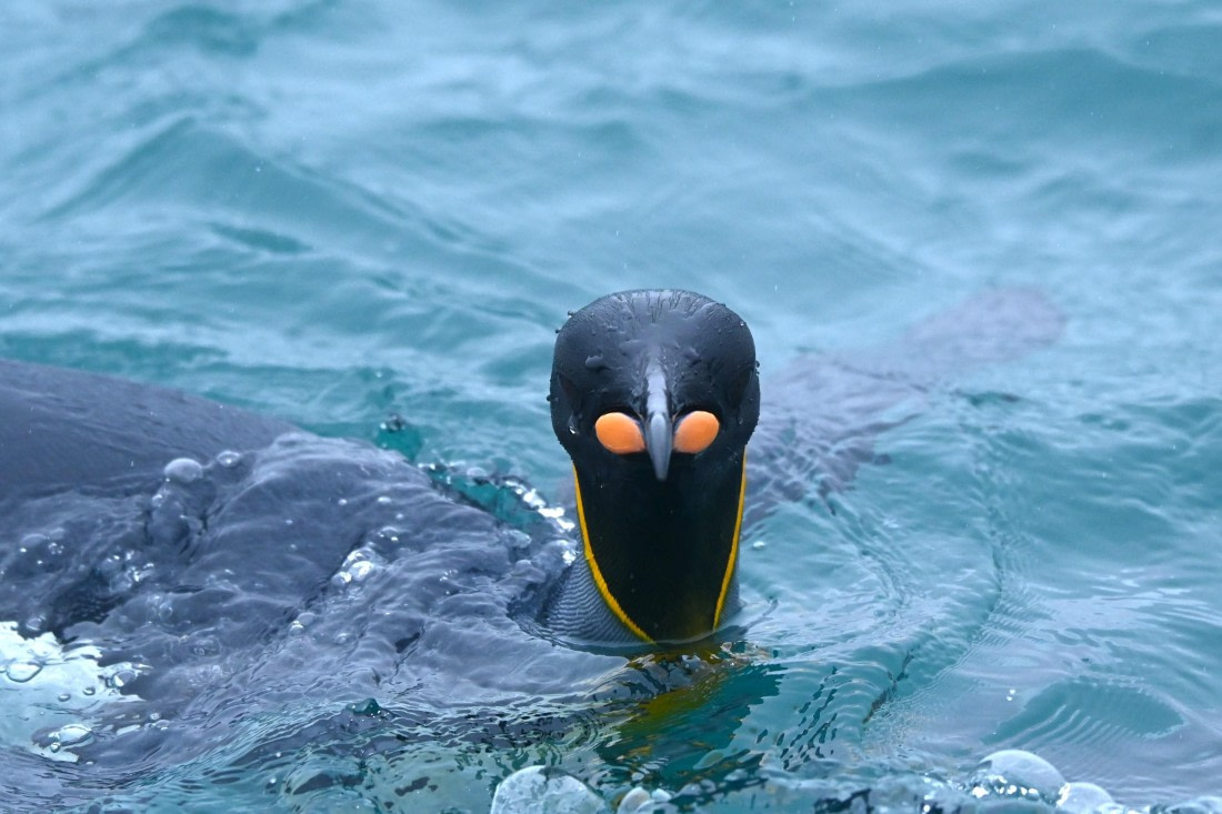 HDS29-26, Day 7, SAS_5882 © Saskia van der Meij - Oceanwide Expeditions.JPG