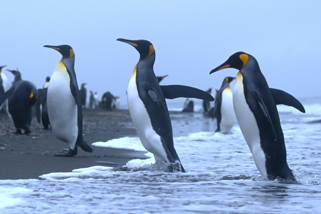 HDS29-26, Day 7, SAS_5899 © Saskia van der Meij - Oceanwide Expeditions.JPG