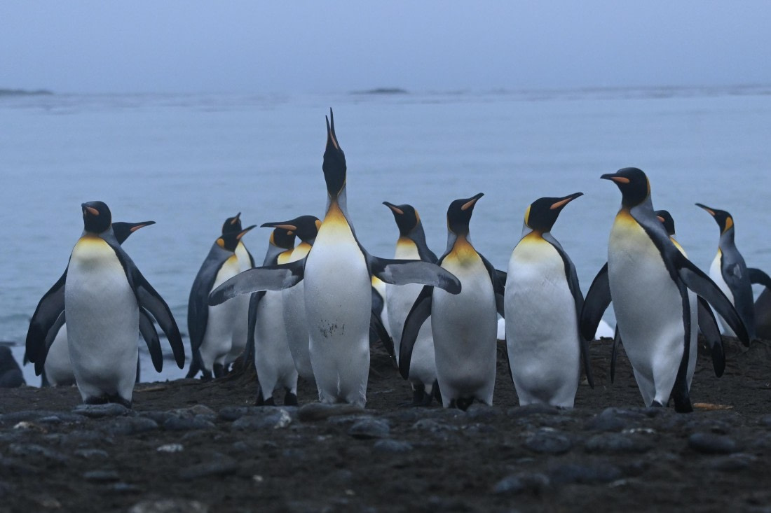 HDS29-26, Day 7, SAS_5911 © Saskia van der Meij - Oceanwide Expeditions.JPG