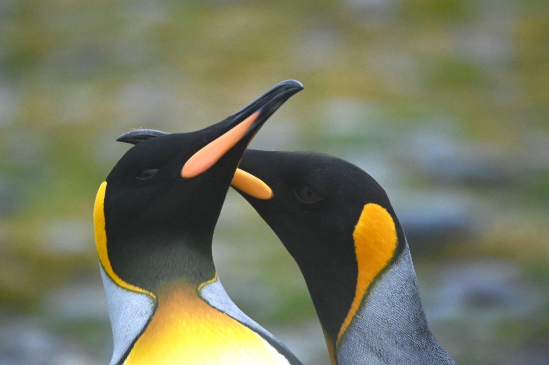 HDS29-26, Day 7, SAS_5959 © Saskia van der Meij - Oceanwide Expeditions.JPG