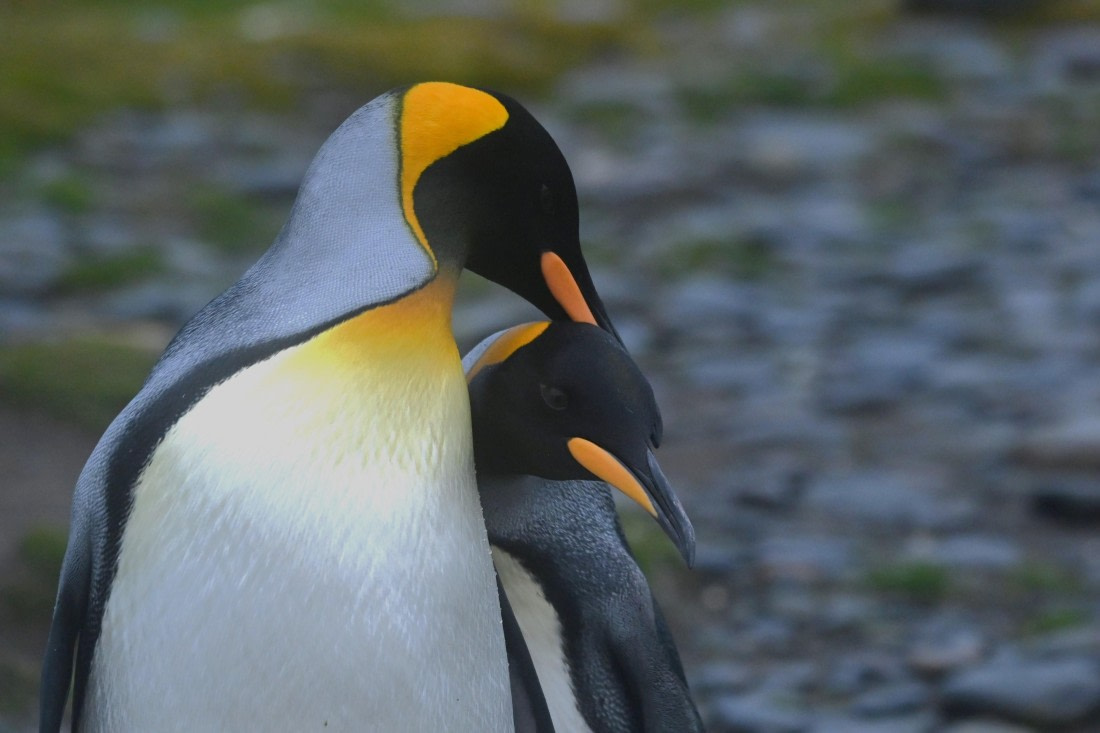 HDS29-26, Day 7, SAS_5969 © Saskia van der Meij - Oceanwide Expeditions.JPG