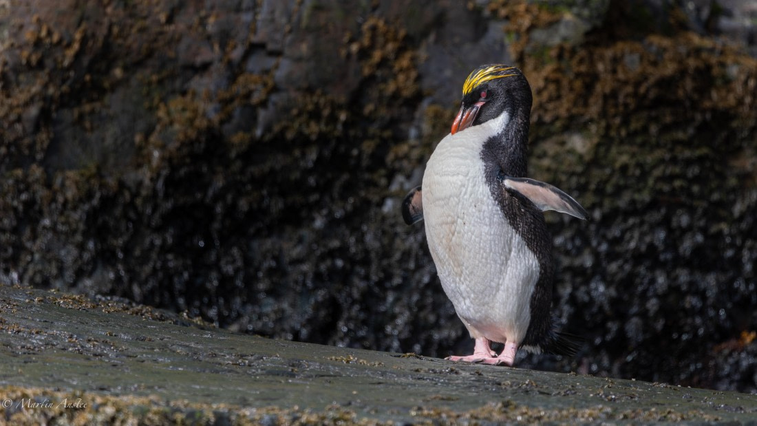 HDS29-26, Day 8, 0Q9A0596 © Martin Anstee - Oceanwide Expeditions.jpg