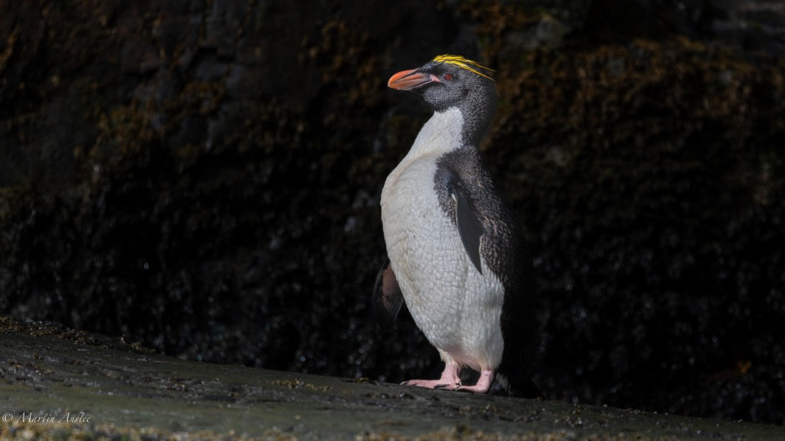 HDS29-26, Day 8, 0Q9A0598 © Martin Anstee - Oceanwide Expeditions.jpg