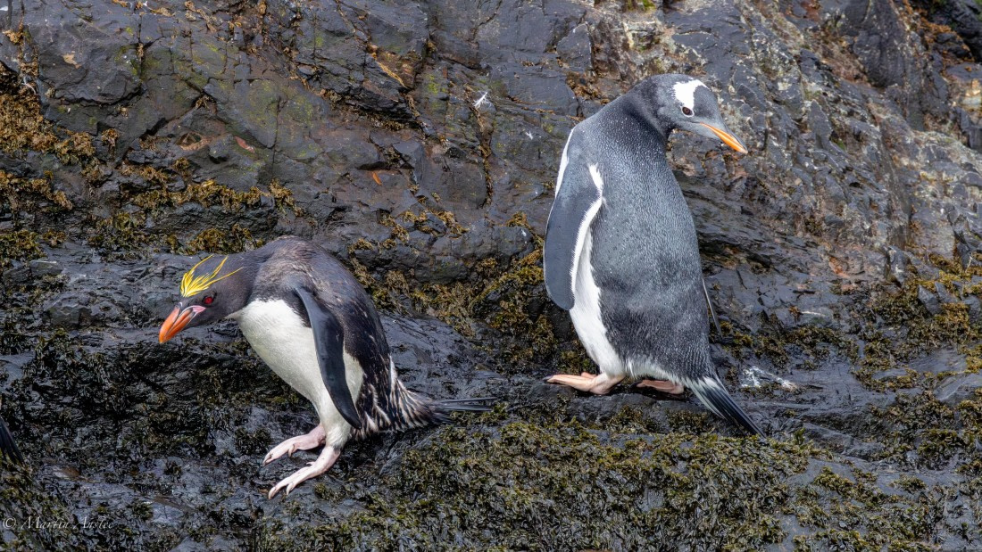 HDS29-26, Day 8, 0Q9A0648 © Martin Anstee - Oceanwide Expeditions.jpg