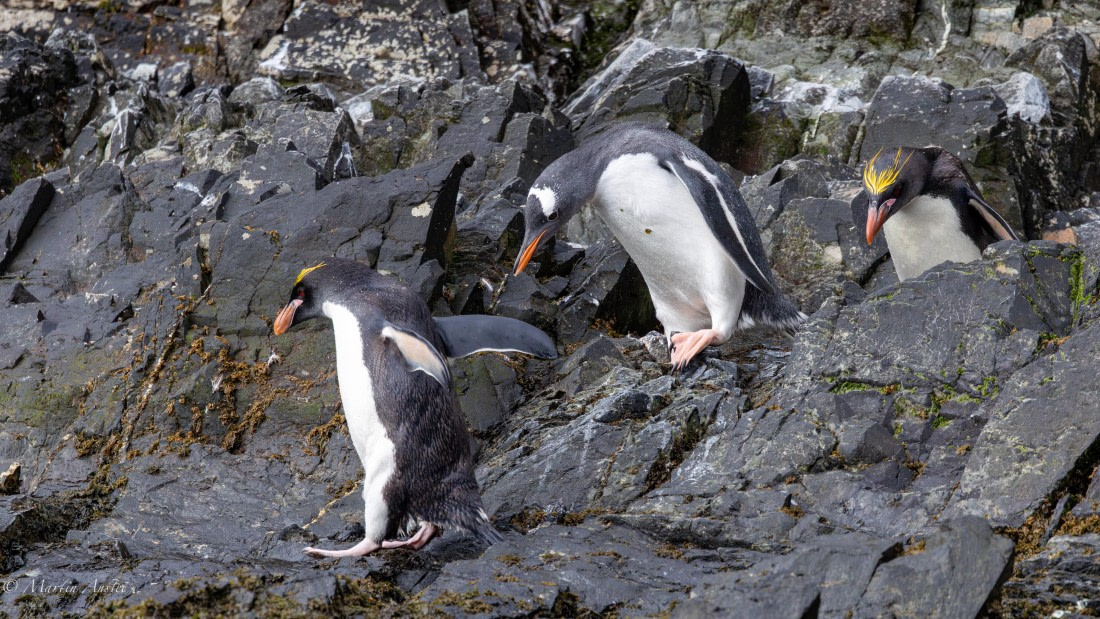HDS29-26, Day 8, 0Q9A0692 © Martin Anstee - Oceanwide Expeditions.jpg