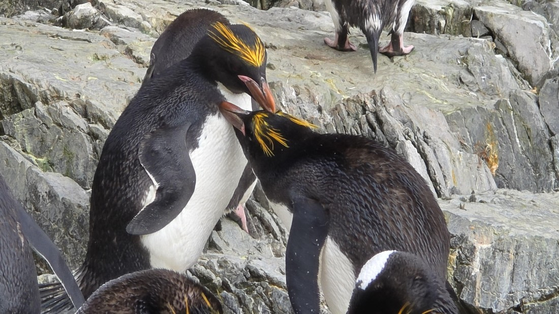 HDS29-26, Day 8, 20260223_093121 © Jodi Gaylord - Oceanwide Expeditions.jpg
