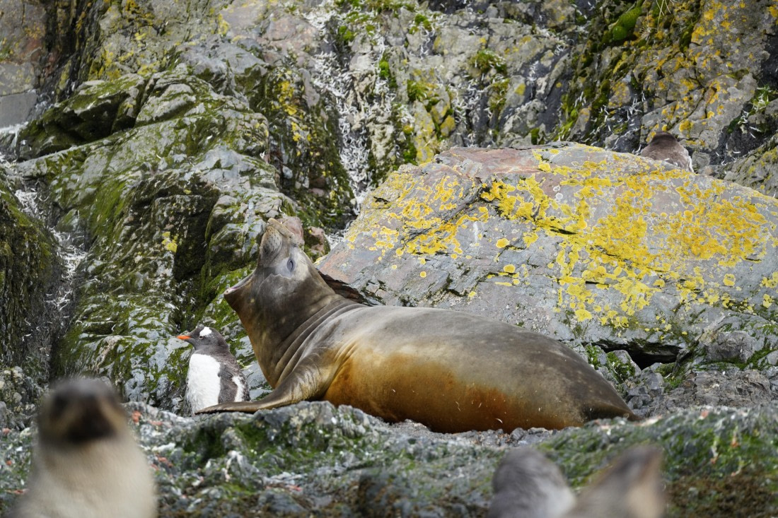 HDS29-26, Day 8, DSC06918 © Jessica Bakker - Oceanwide Expeditions.JPG