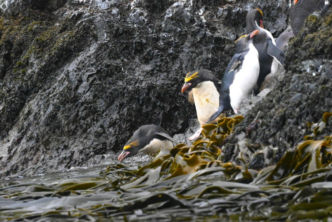 HDS29-26, Day 8, SAS_6031 © Saskia van der Meij - Oceanwide Expeditions.JPG