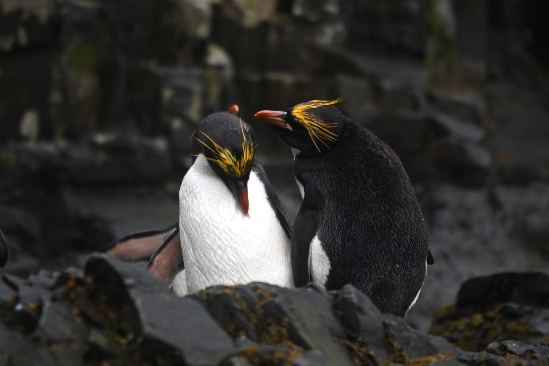 HDS29-26, Day 8, SAS_6060 © Saskia van der Meij - Oceanwide Expeditions.JPG