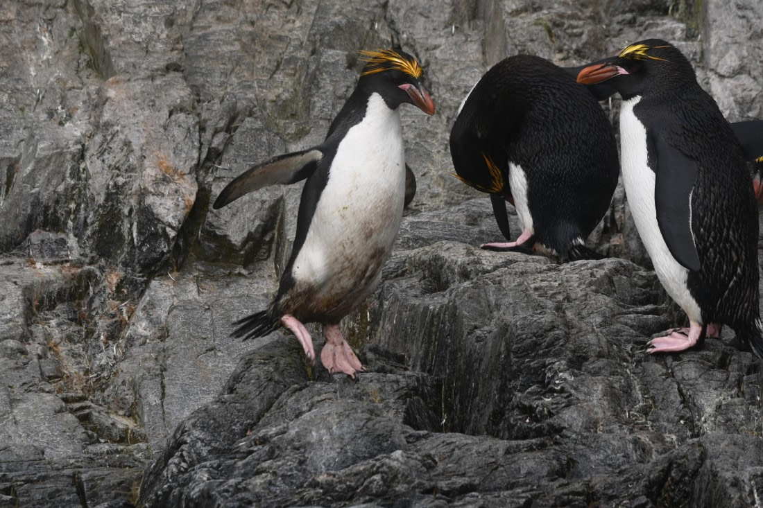 HDS29-26, Day 8, SAS_6121 © Saskia van der Meij - Oceanwide Expeditions.JPG