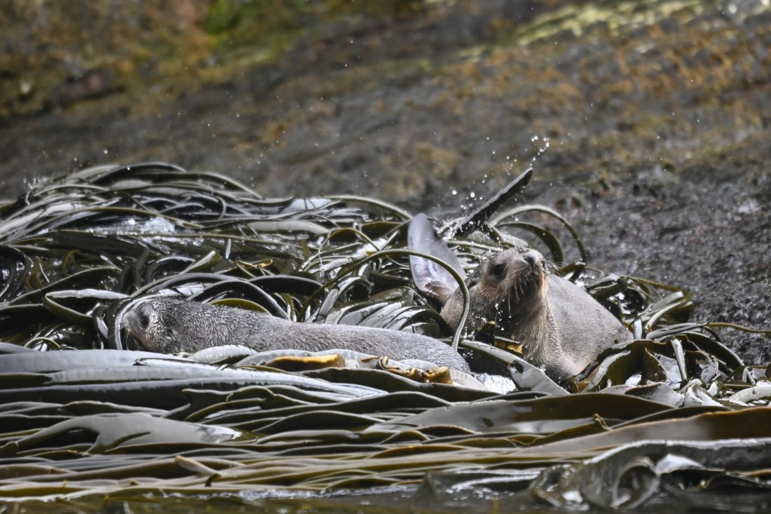 HDS29-26, Day 8, SAS_6178 © Saskia van der Meij - Oceanwide Expeditions.JPG