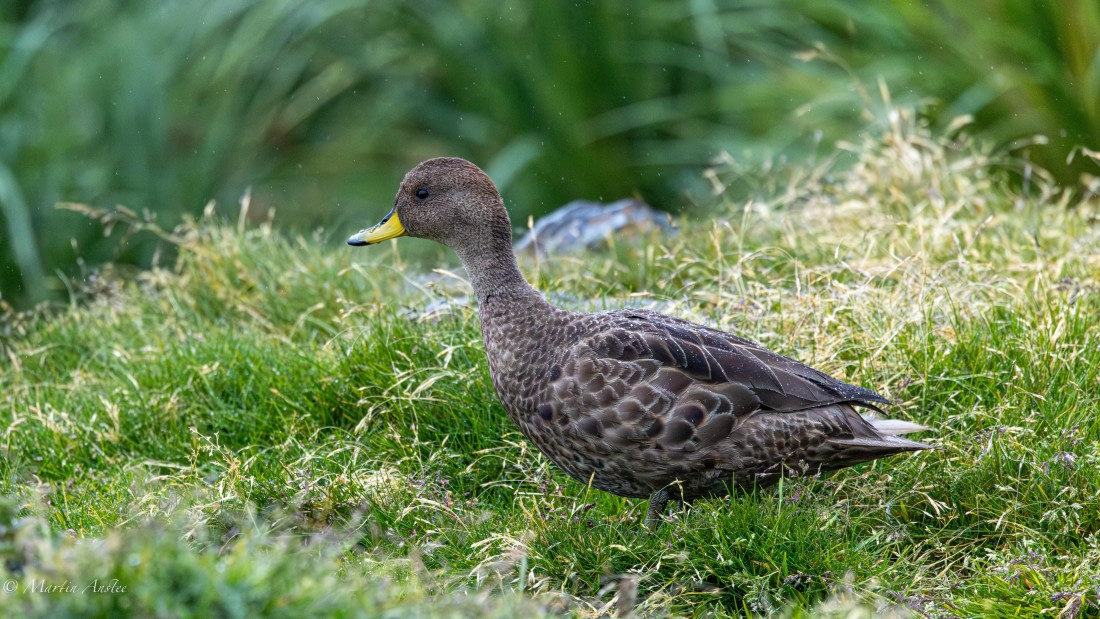 HDS29-26, Day 9, 0Q9A0834 © Martin Anstee - Oceanwide Expeditions.jpg