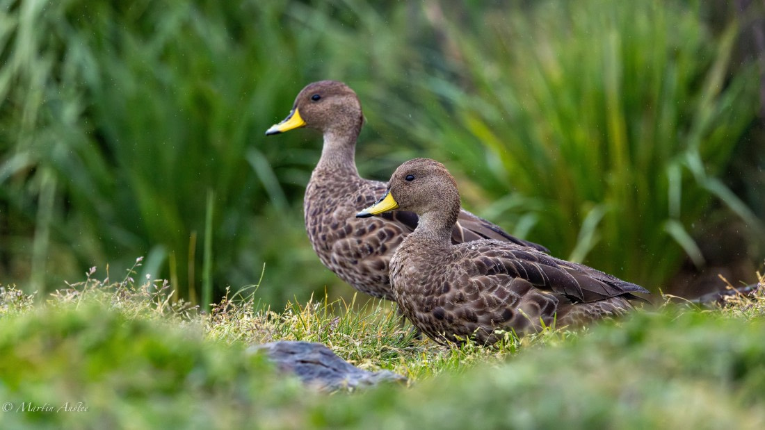 HDS29-26, Day 9, 0Q9A0858 © Martin Anstee - Oceanwide Expeditions.jpg