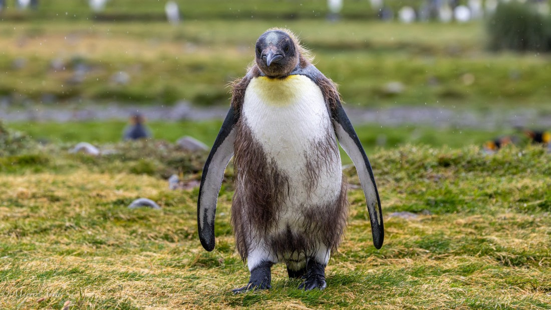 HDS29-26, Day 9, 0Q9A0873 © Martin Anstee - Oceanwide Expeditions.jpg