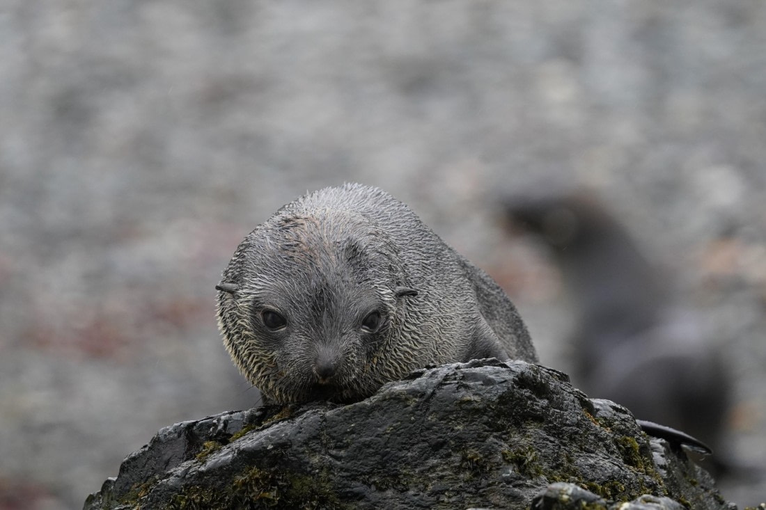 HDS29-26, Day 9, DSC07350 © Jessica Bakker - Oceanwide Expeditions.JPG