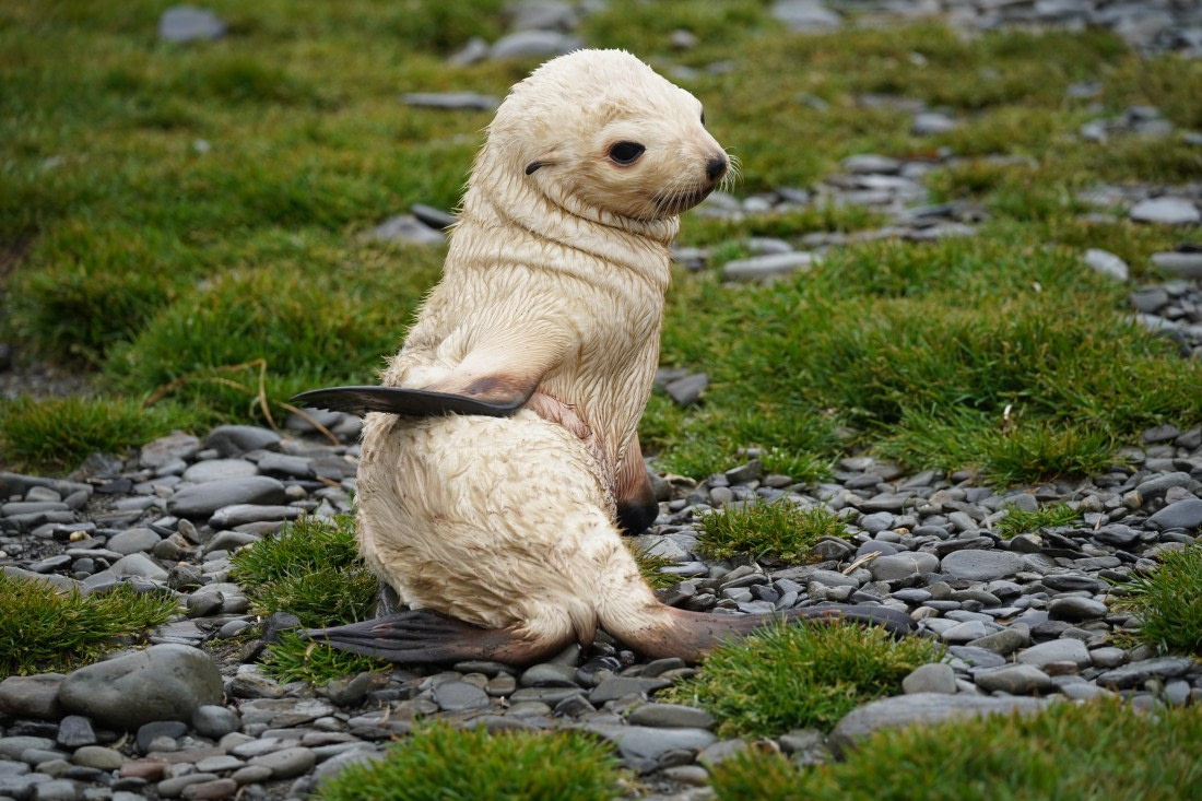 HDS29-26, Day 9, DSC07384 © Jessica Bakker - Oceanwide Expeditions.JPG