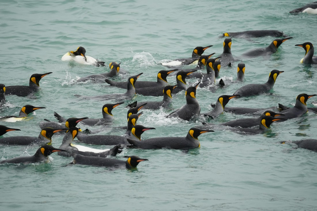 HDS29-26, Day 9, DSC07409 © Jessica Bakker - Oceanwide Expeditions.JPG