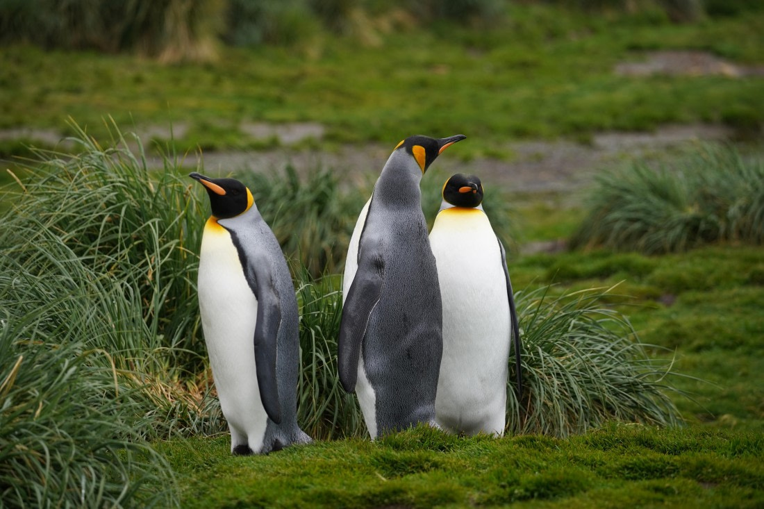 HDS29-26, Day 9, DSC07413 © Jessica Bakker - Oceanwide Expeditions.JPG