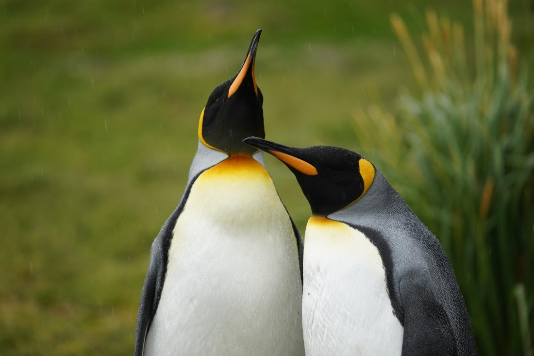 HDS29-26, Day 9, DSC07427 © Jessica Bakker - Oceanwide Expeditions.JPG